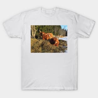 Scottish Highland Cattle Cows 2302 T-Shirt